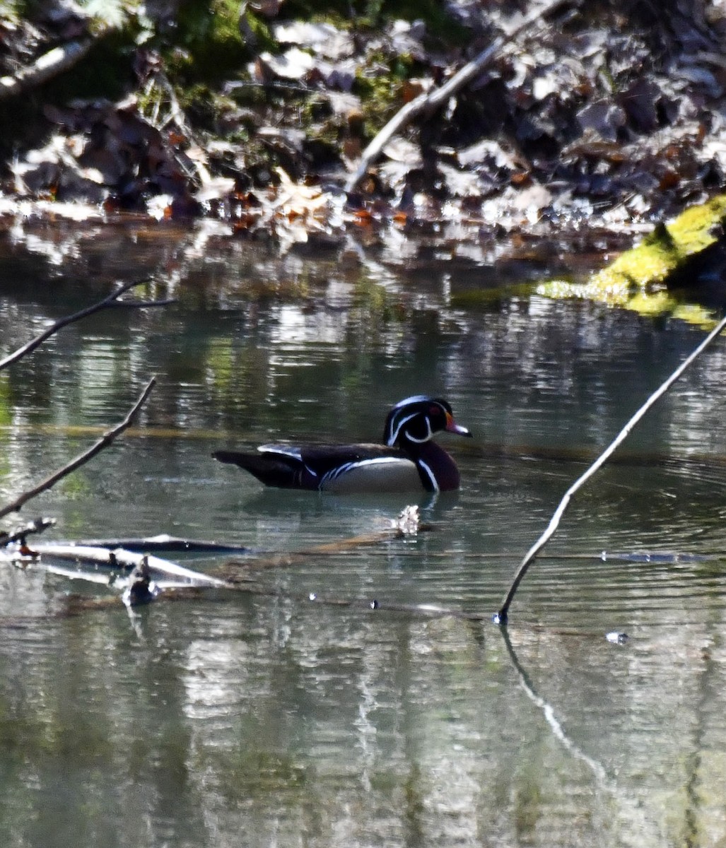 Wood Duck - ML617042794