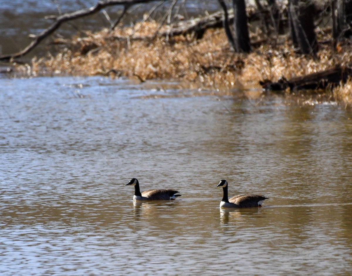 Canada Goose - ML617042799