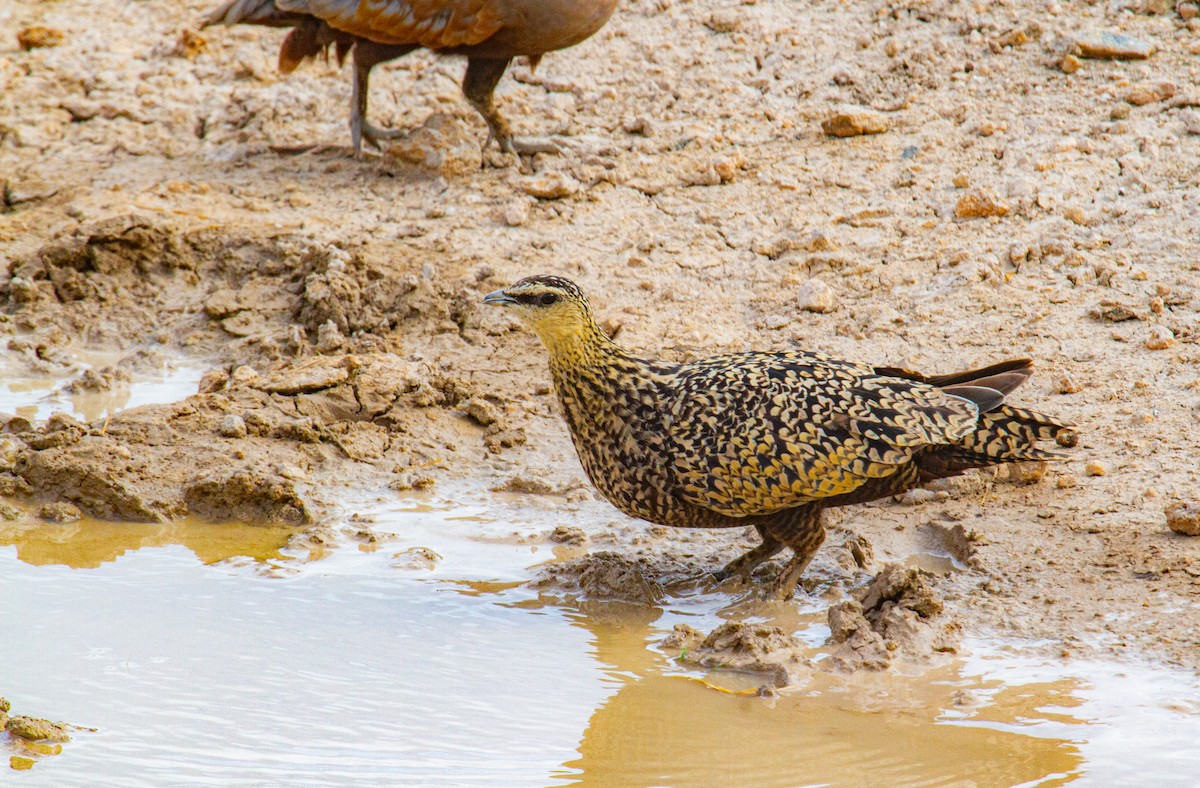 Yellow-throated Sandgrouse - ML617042808