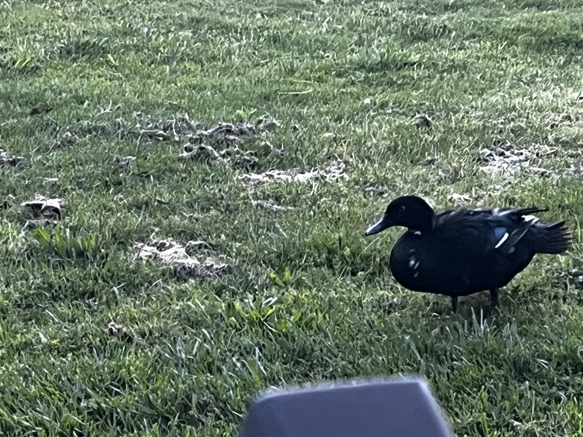 Muscovy Duck (Domestic type) - JoAnne Tillemans