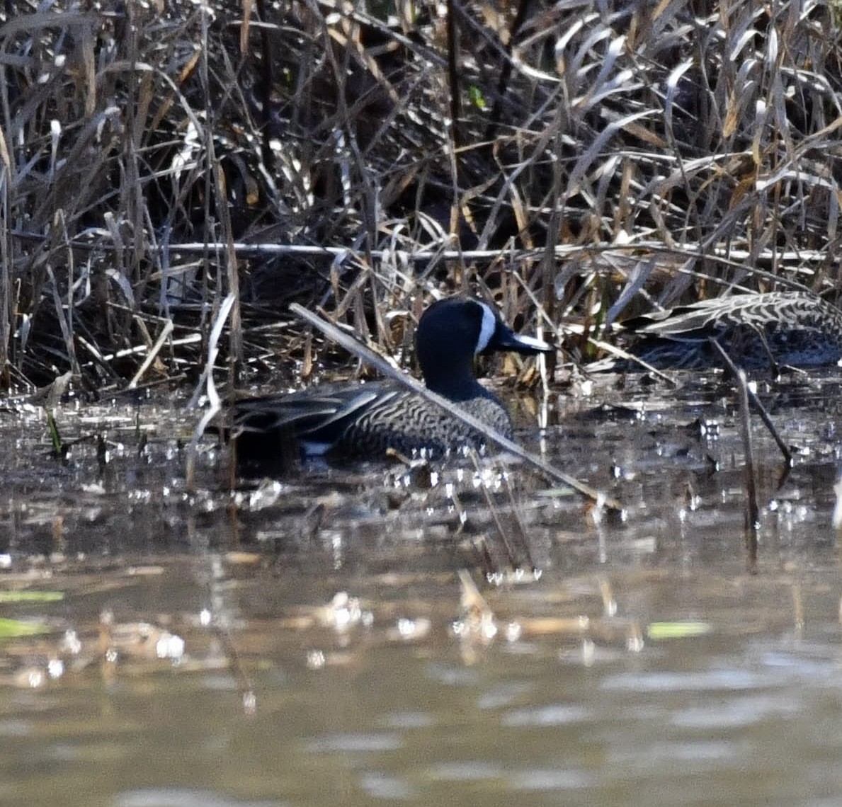 Blue-winged Teal - ML617042814