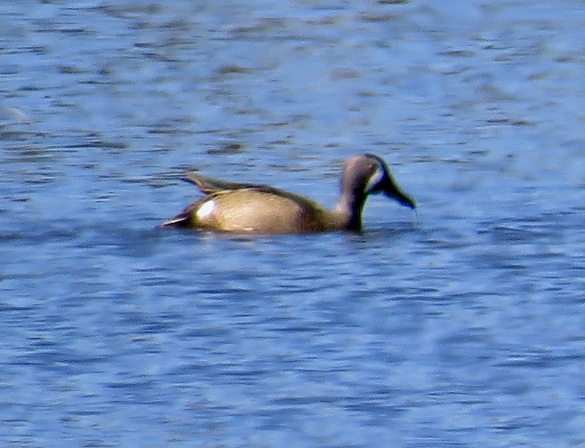 Blue-winged Teal - ML617042822