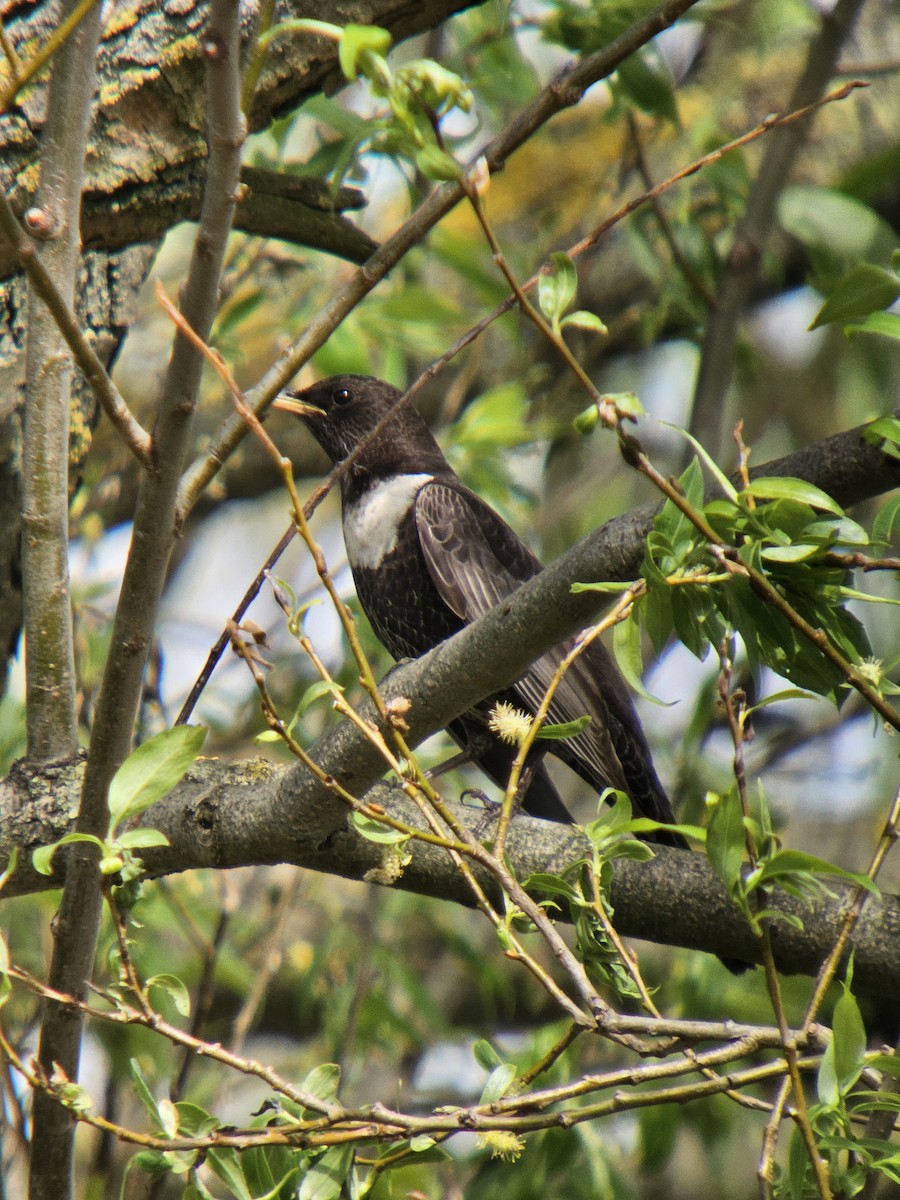 クビワツグミ（torquatus） - ML617042863