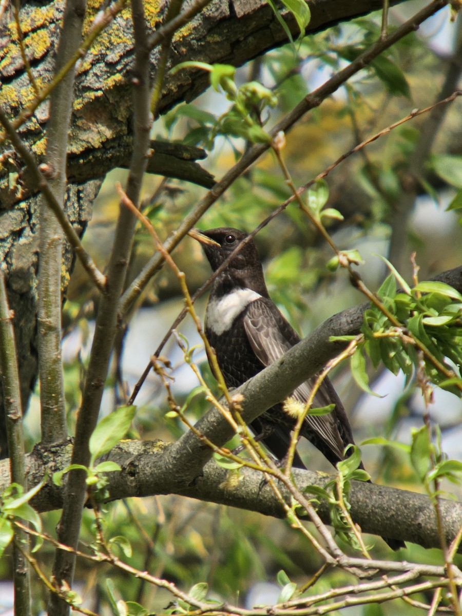 クビワツグミ（torquatus） - ML617042864