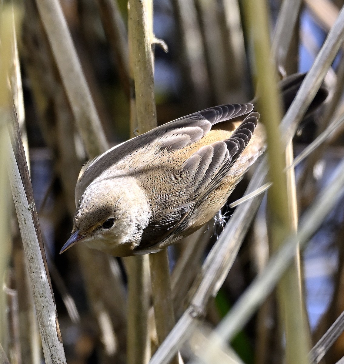 Common Reed Warbler - Ken pennhillman