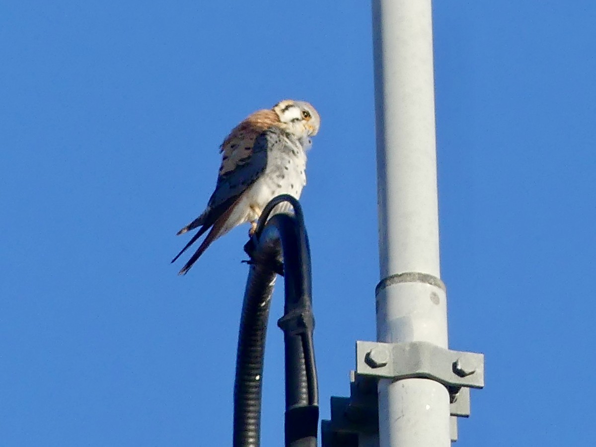 American Kestrel - ML617042888