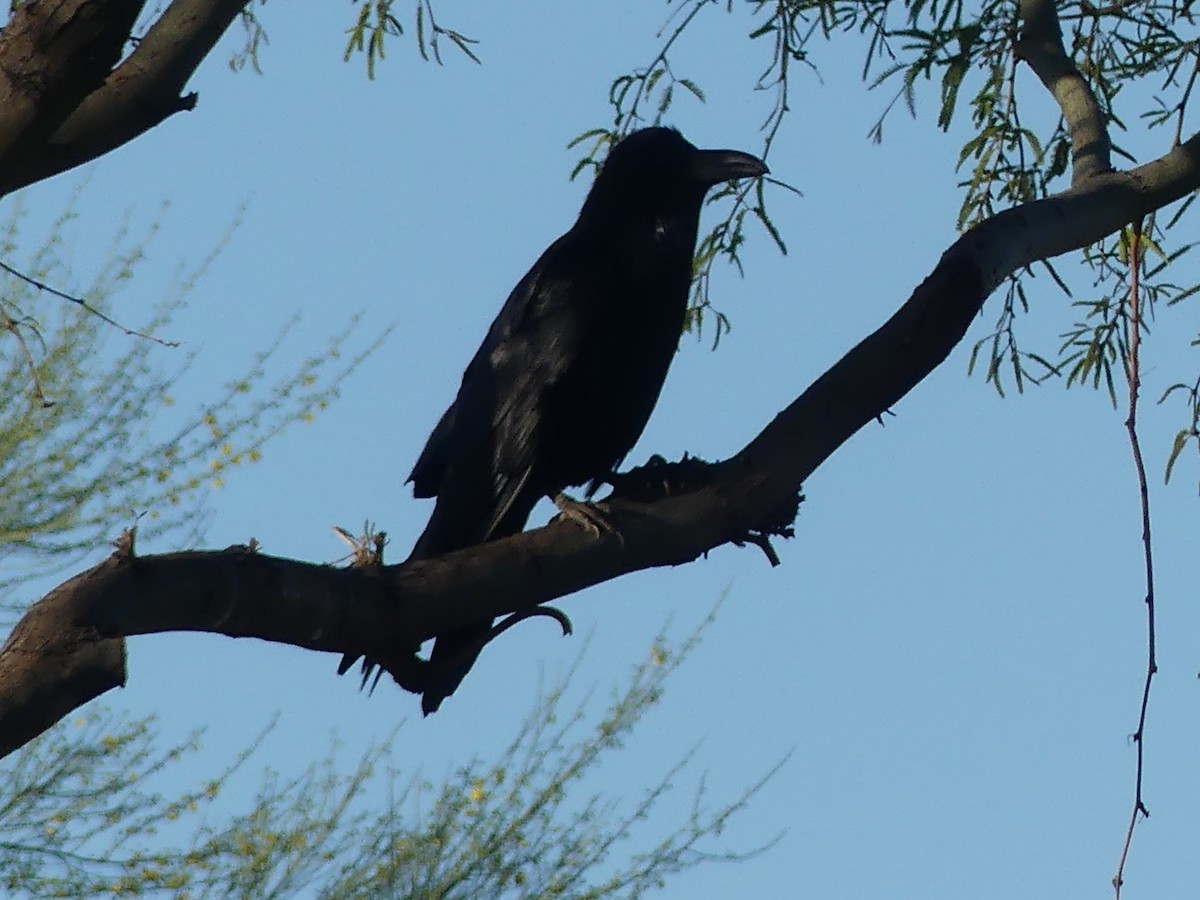 Common Raven - Dennis Wolter