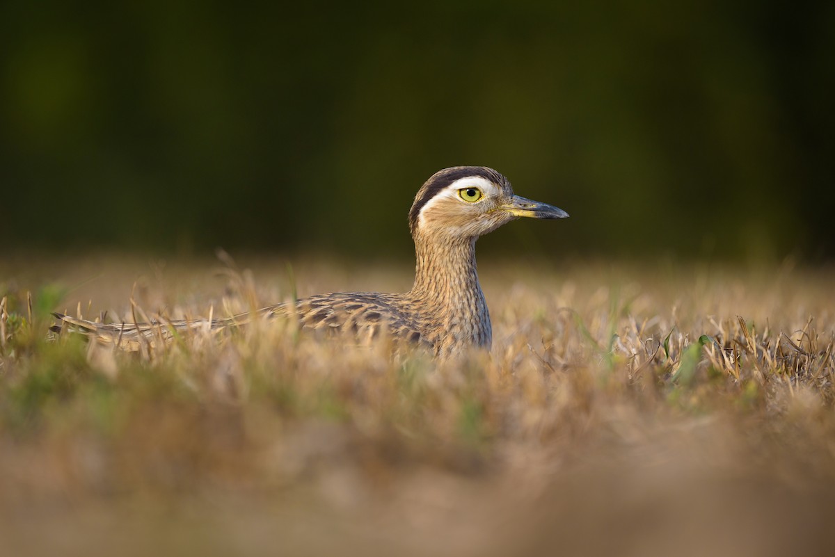 Double-striped Thick-knee - Christopher Becerra