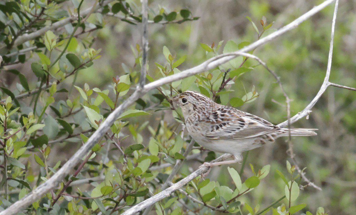 Grasshopper Sparrow - ML617042919