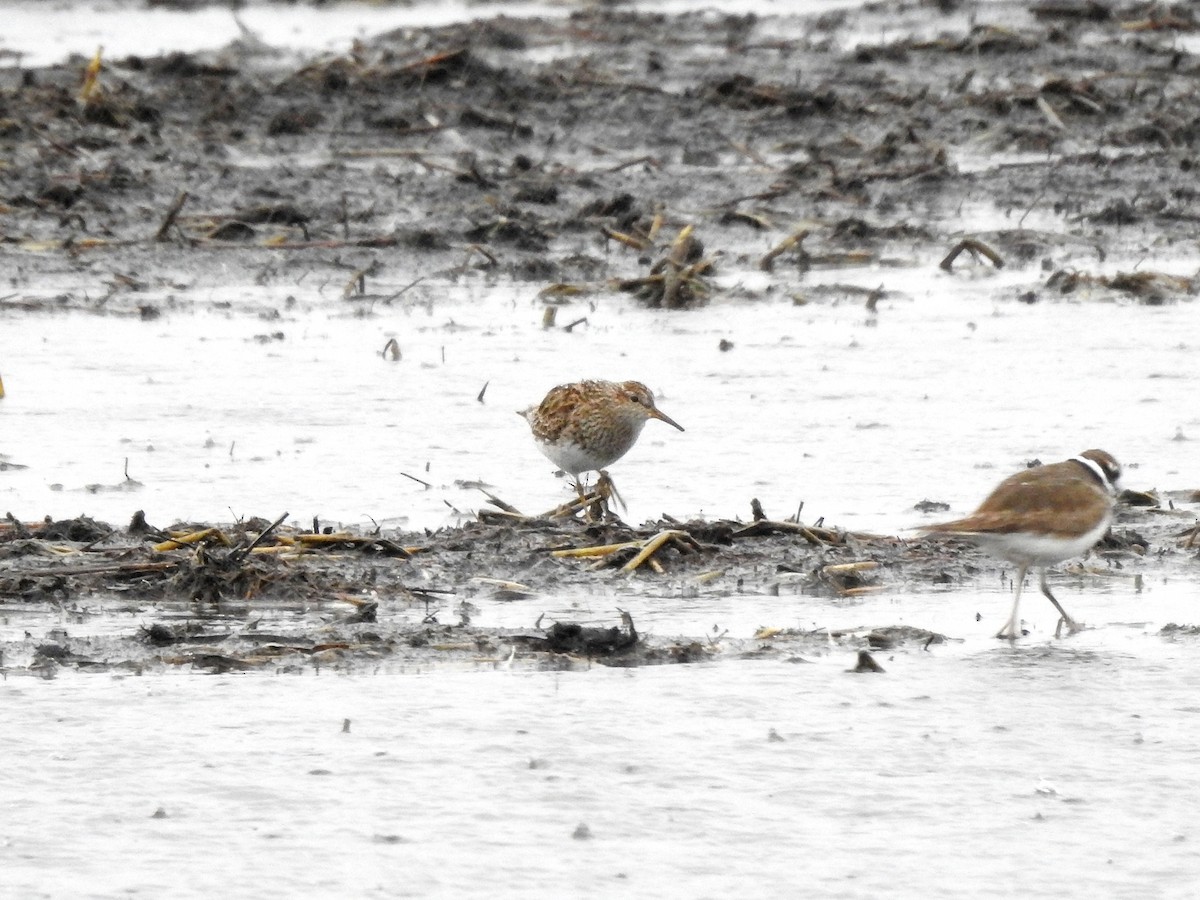 Graubrust-Strandläufer - ML617042944