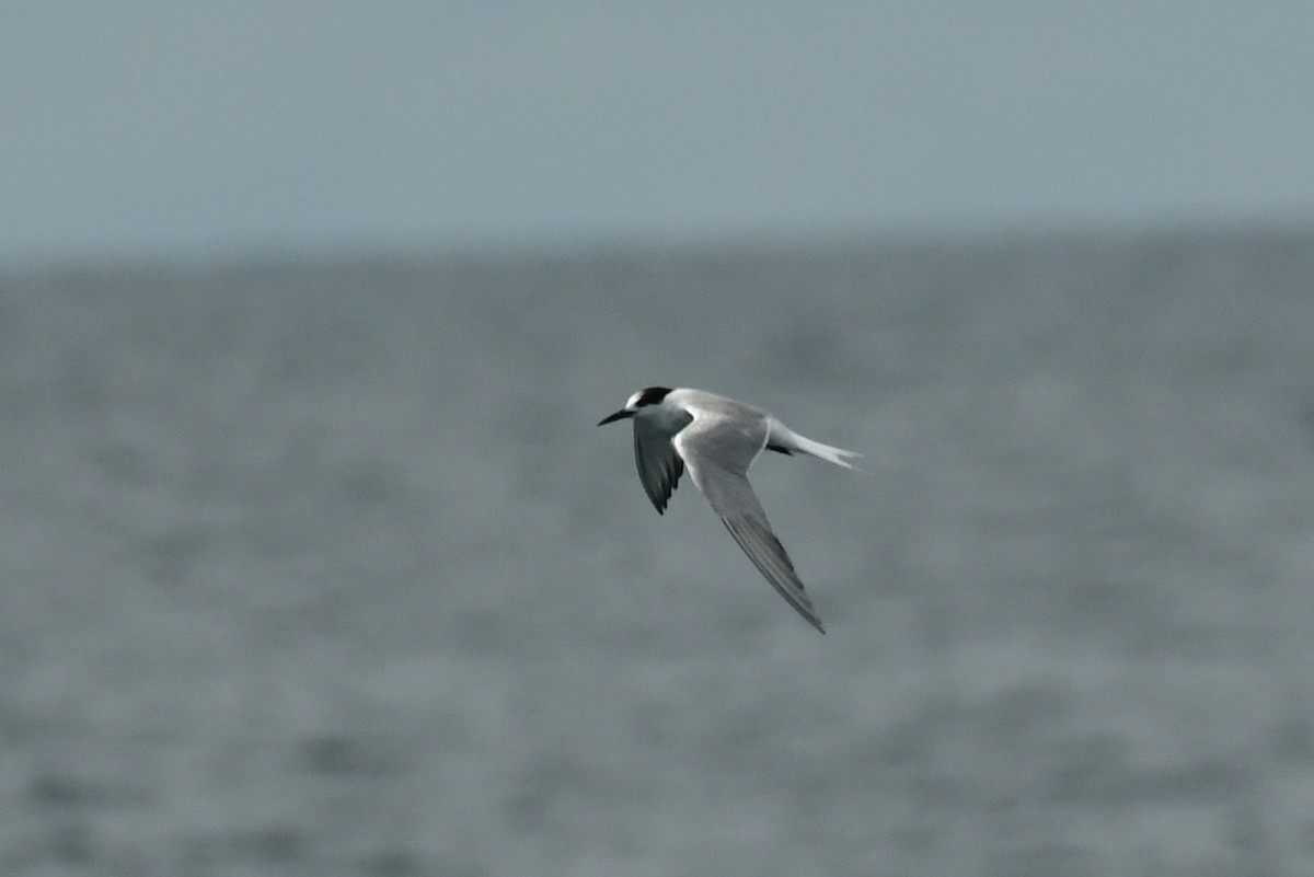 Common Tern - ML617042971