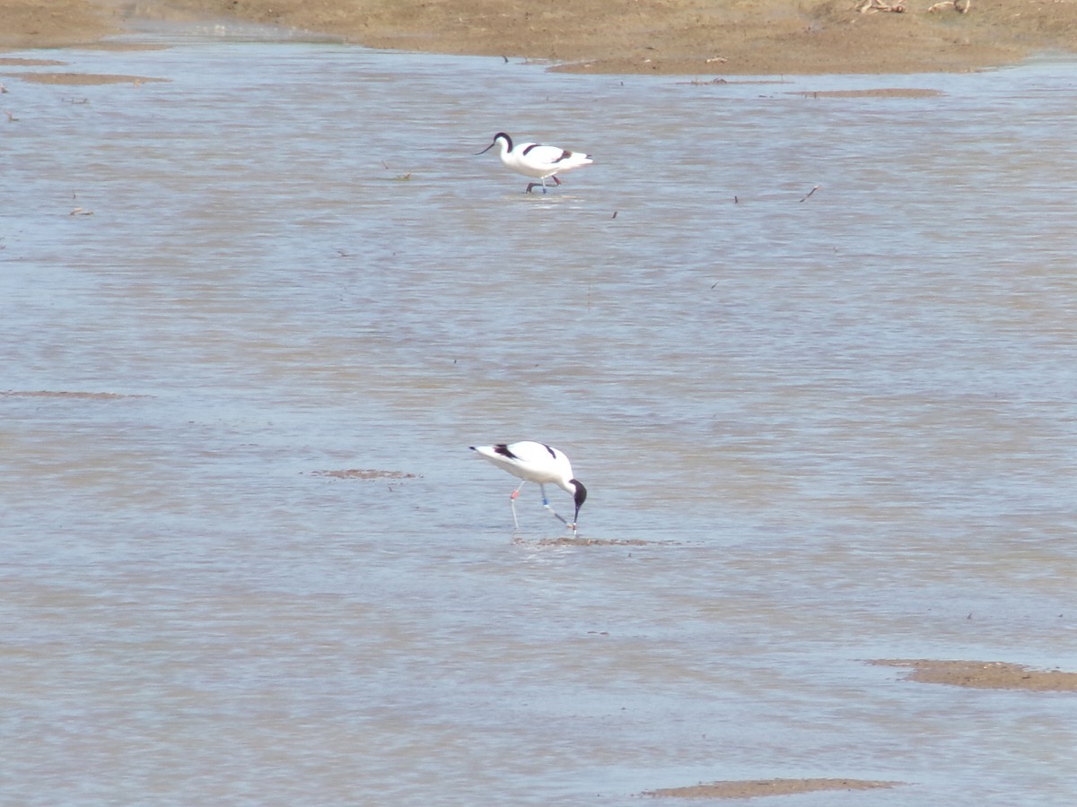 Pied Avocet - Vojtěch Zmeškal