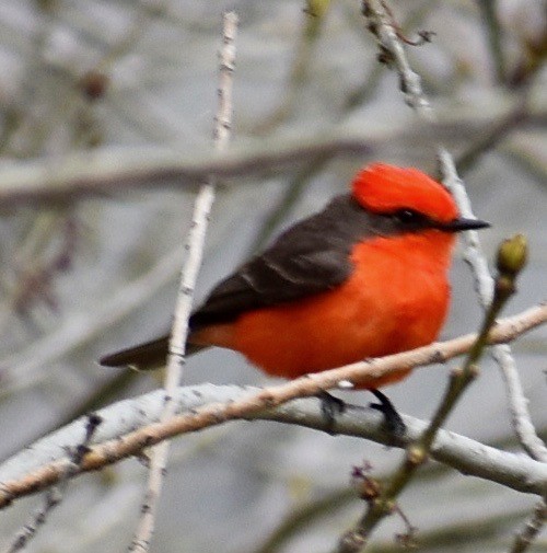 Vermilion Flycatcher - ML617043004