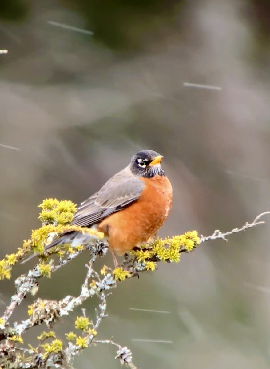 American Robin - Detlef Buettner