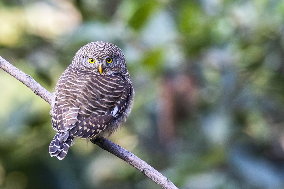 Asian Barred Owlet - ML617043102