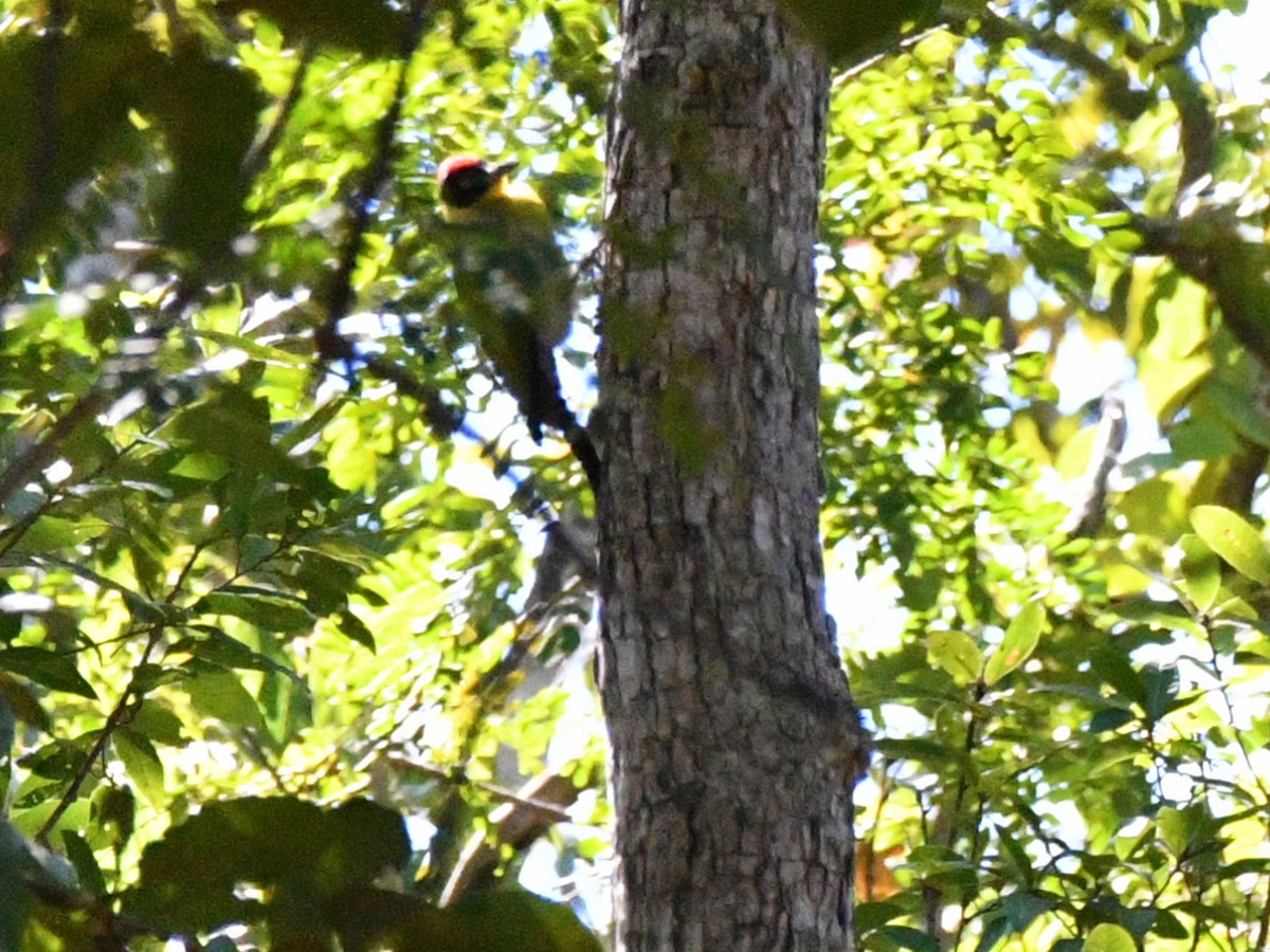 Black-headed Woodpecker - Brian Carruthers