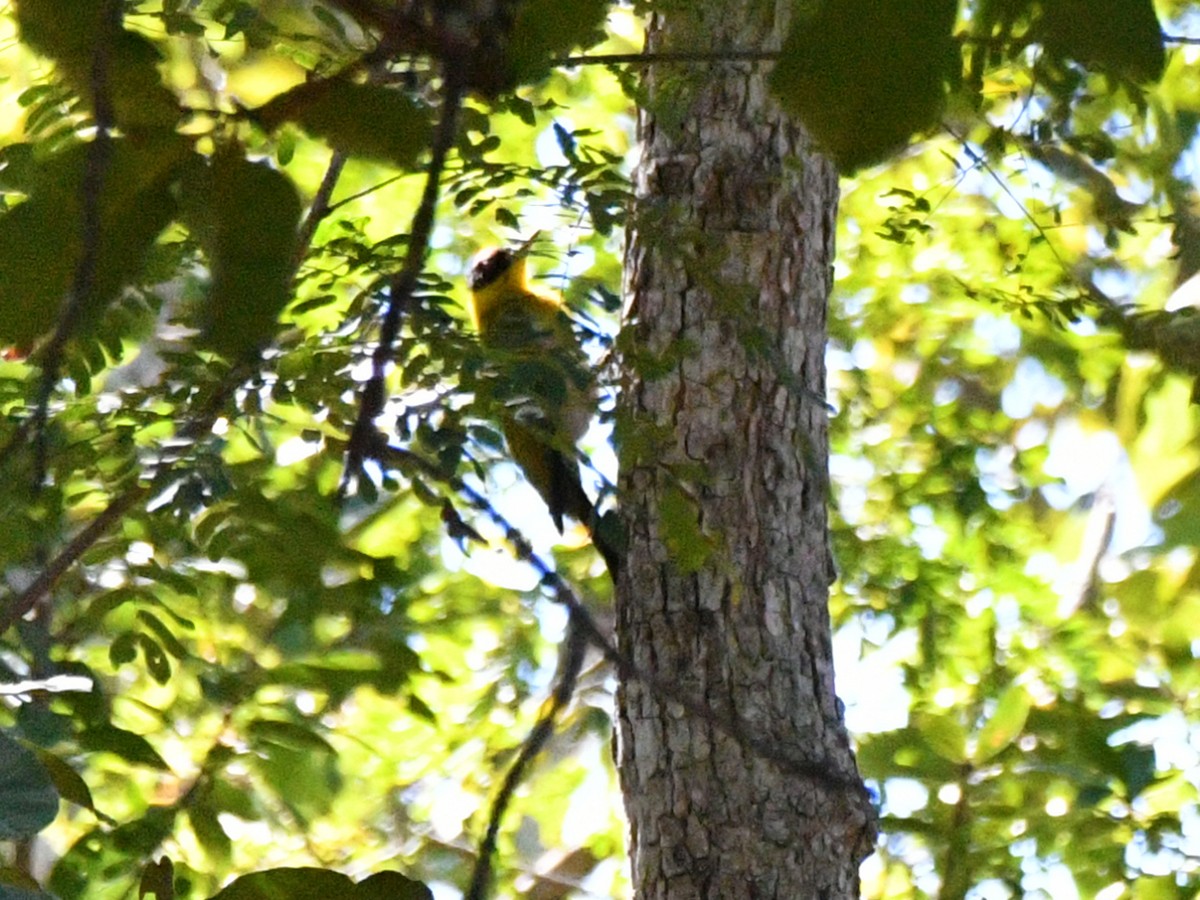 Black-headed Woodpecker - ML617043118