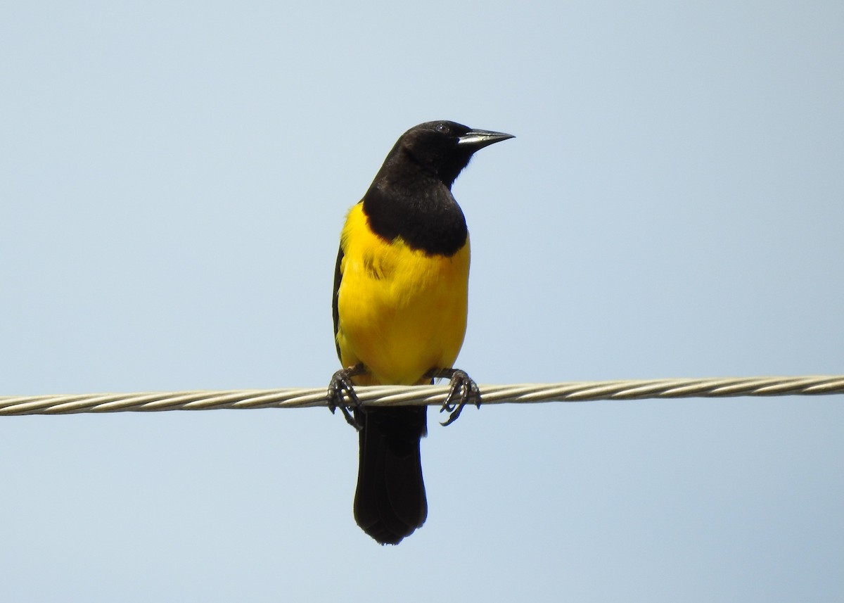 Yellow-rumped Marshbird - Carlos Otávio Gussoni