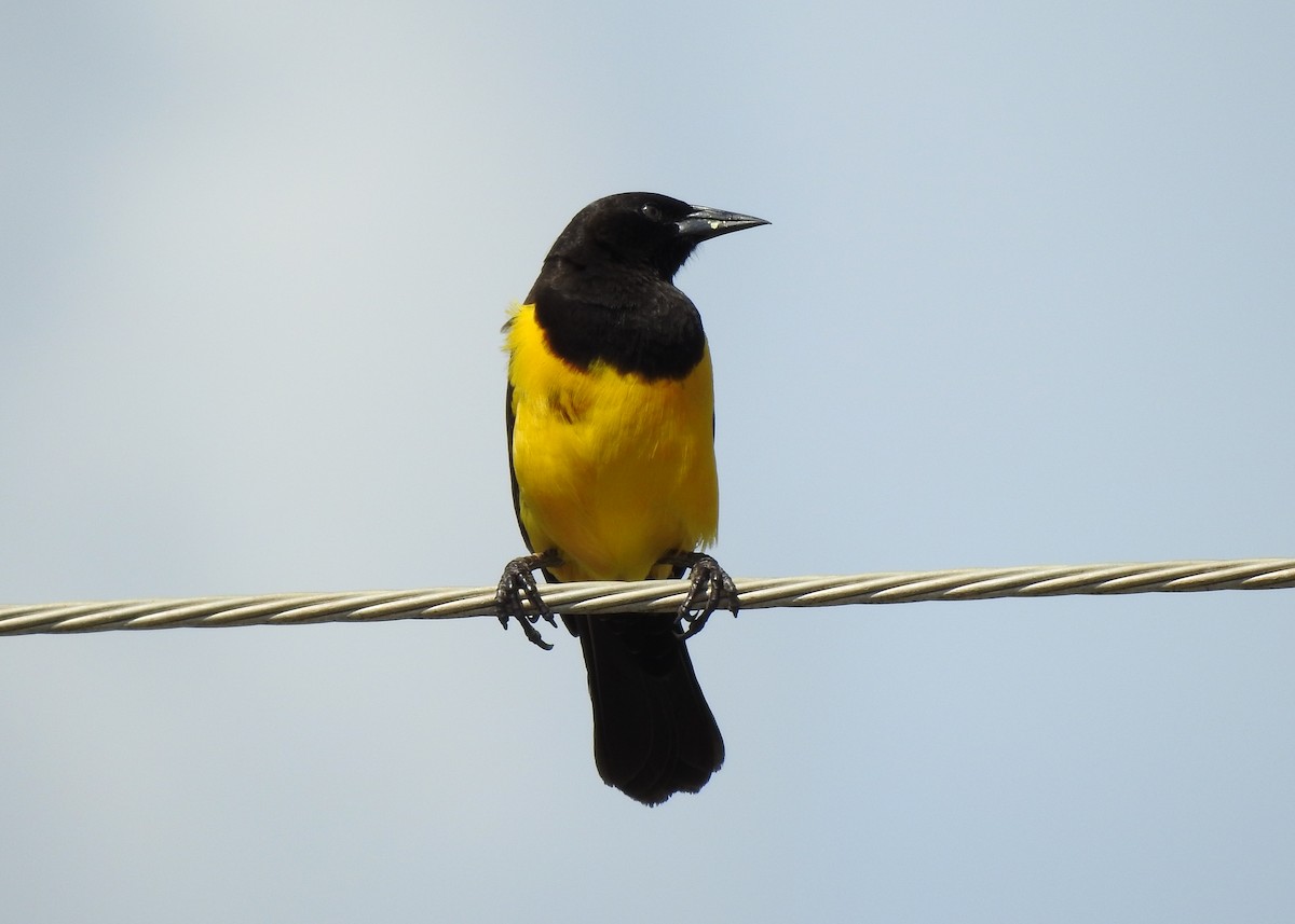 Yellow-rumped Marshbird - Carlos Otávio Gussoni