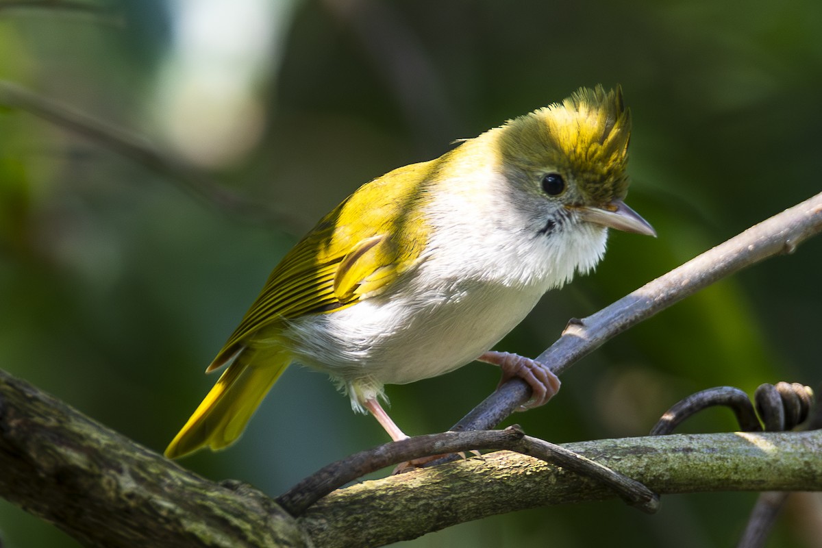 Yuhina Ventriblanca - ML617043162