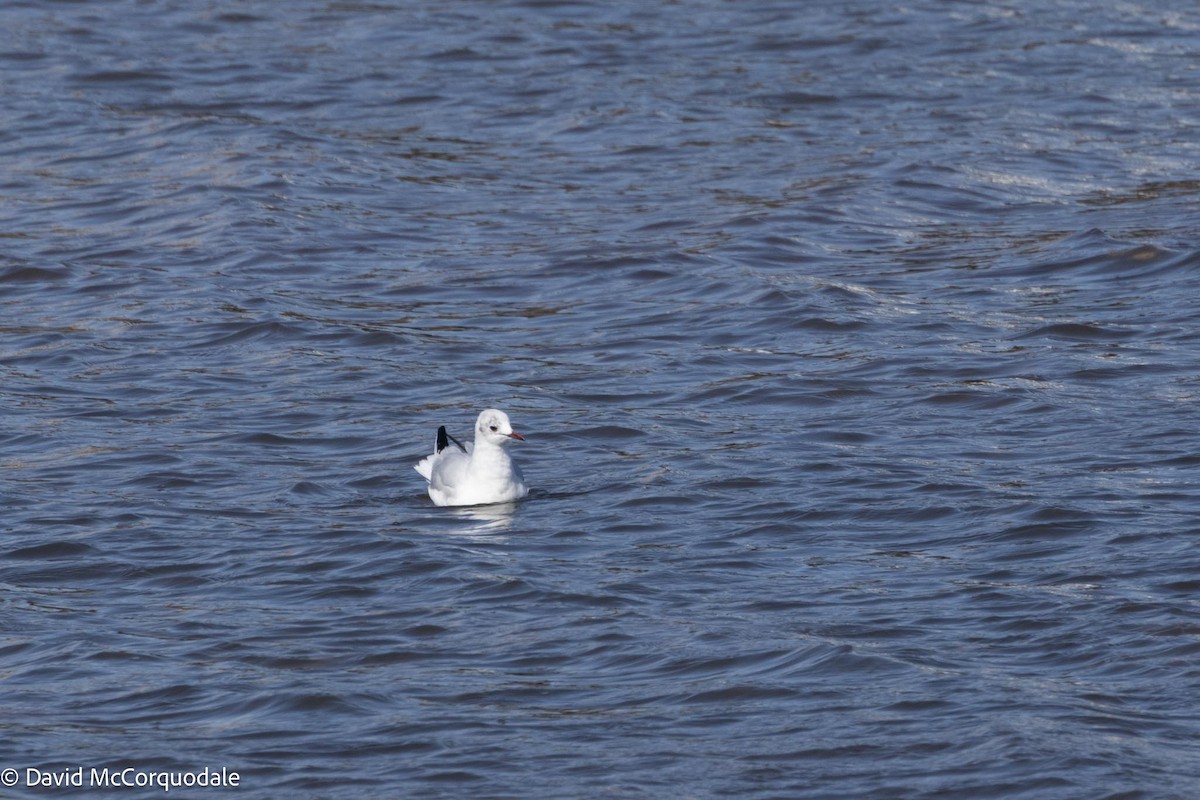 Mouette rieuse - ML617043171