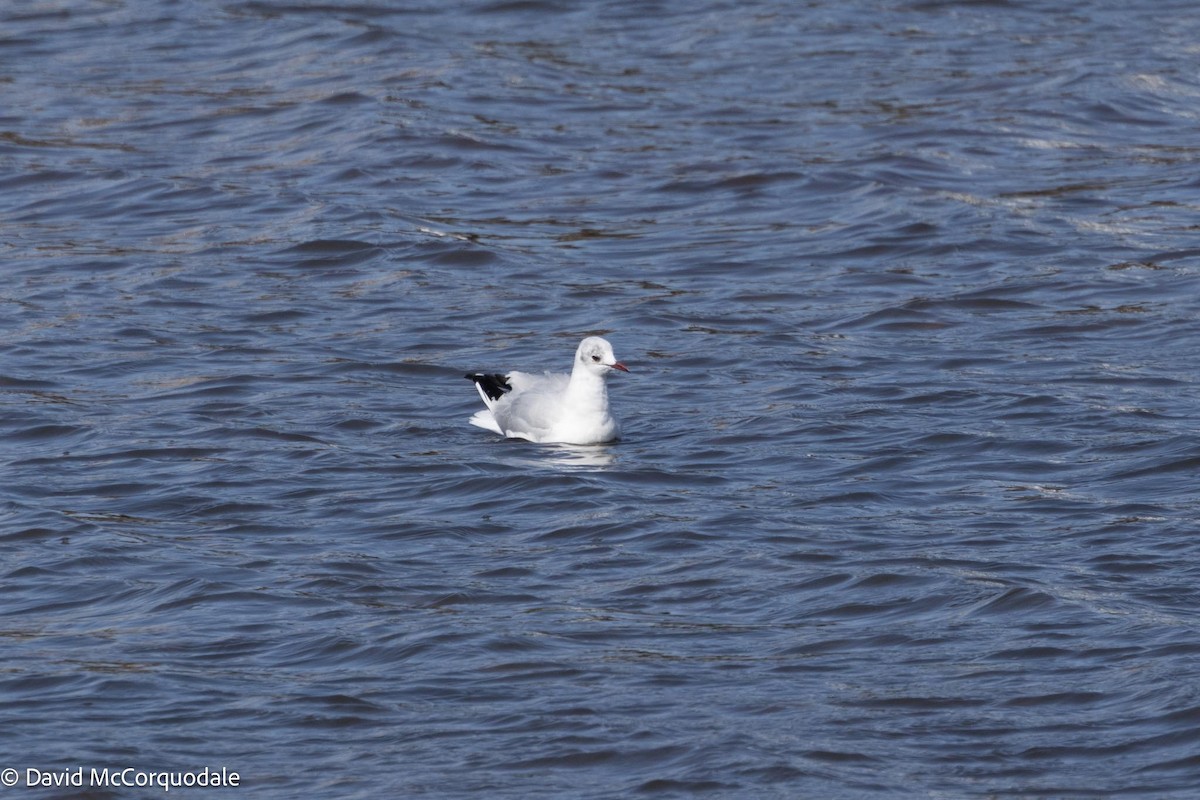 Mouette rieuse - ML617043172