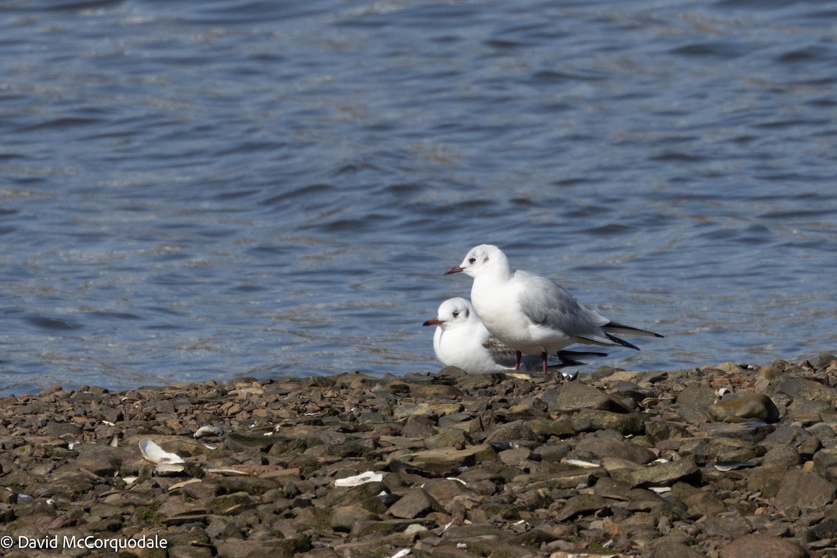 Mouette rieuse - ML617043173