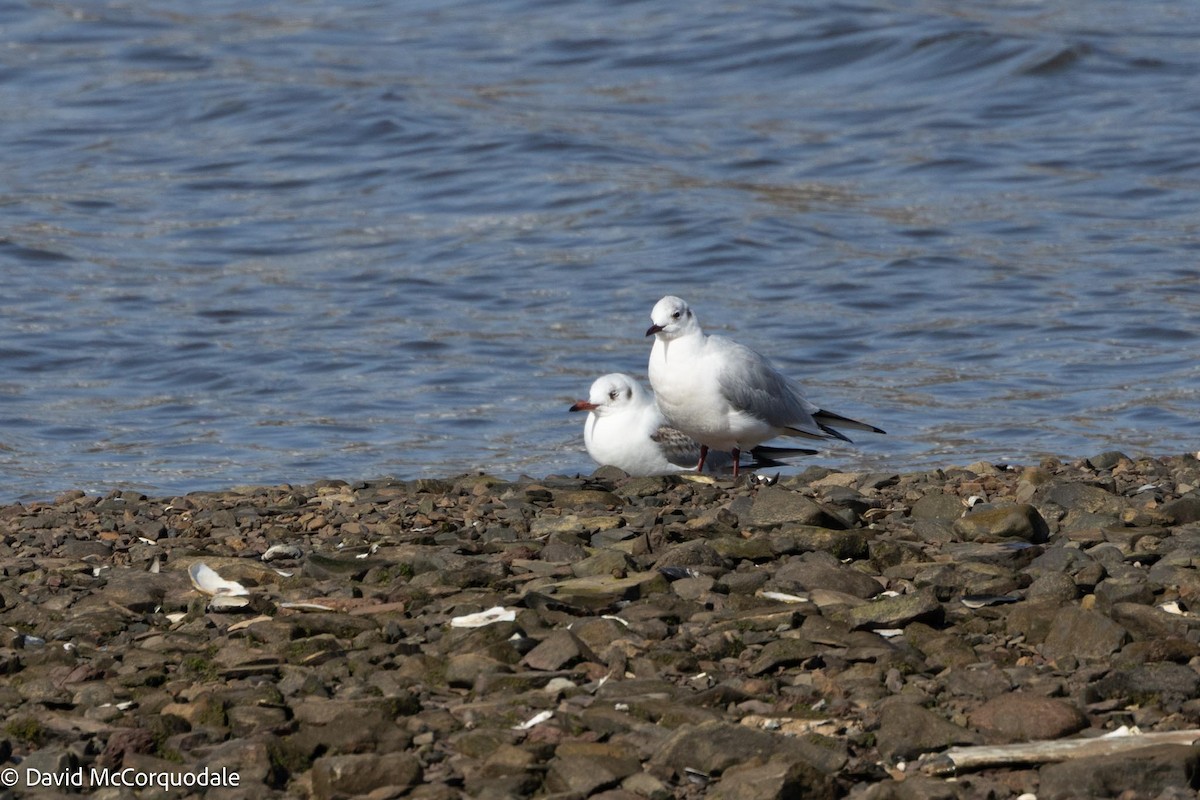 Mouette rieuse - ML617043175