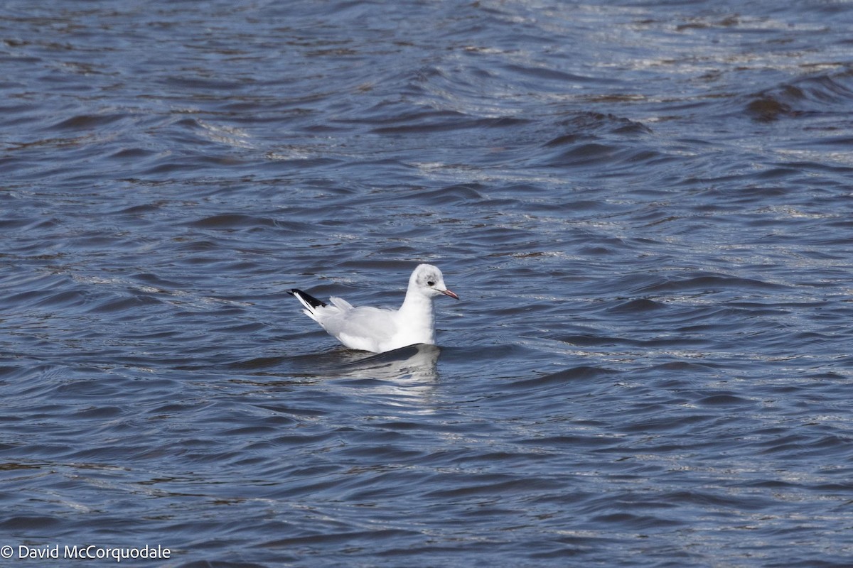Mouette rieuse - ML617043176
