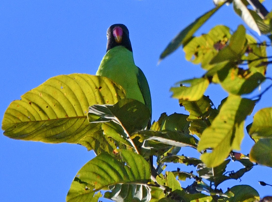 Gray-headed Parakeet - Brian Carruthers