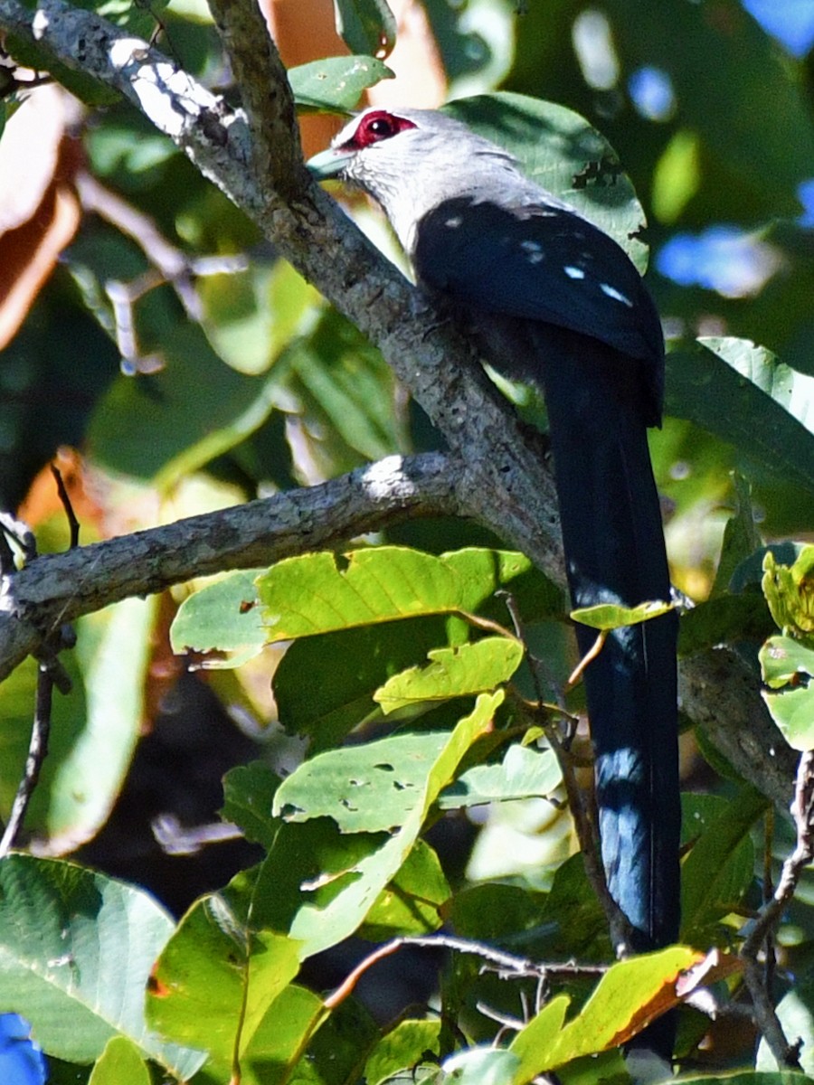 Green-billed Malkoha - ML617043218