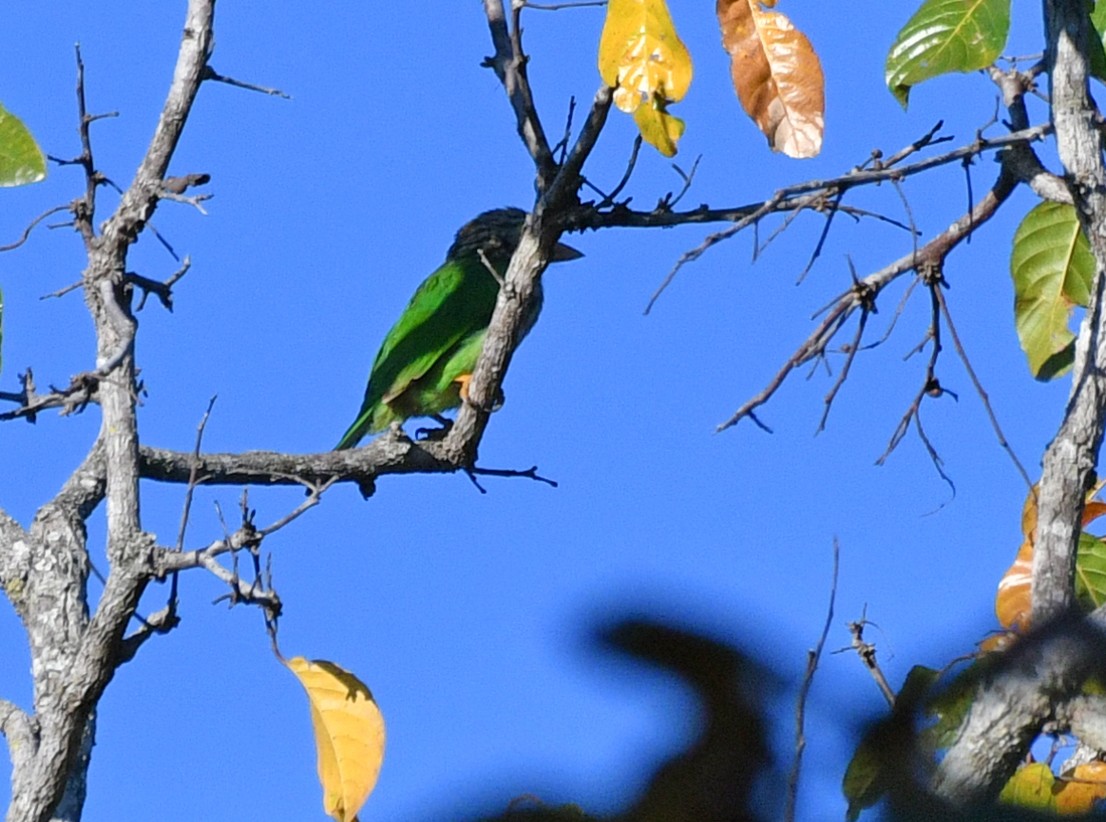Lineated Barbet - ML617043239