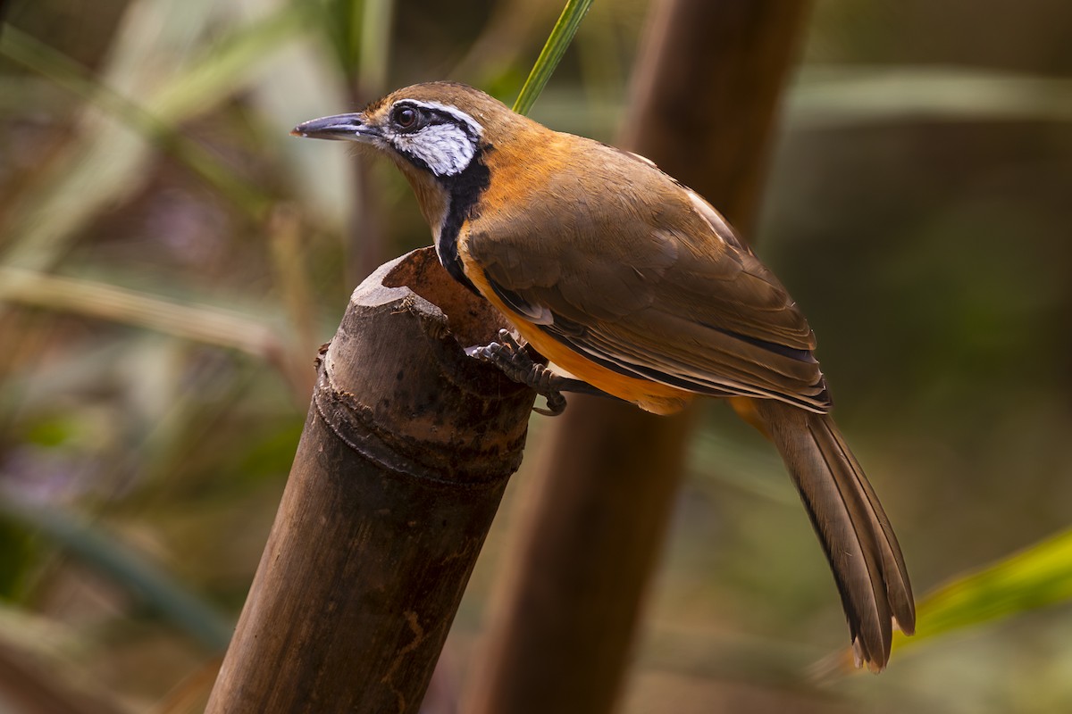 Greater Necklaced Laughingthrush - ML617043310