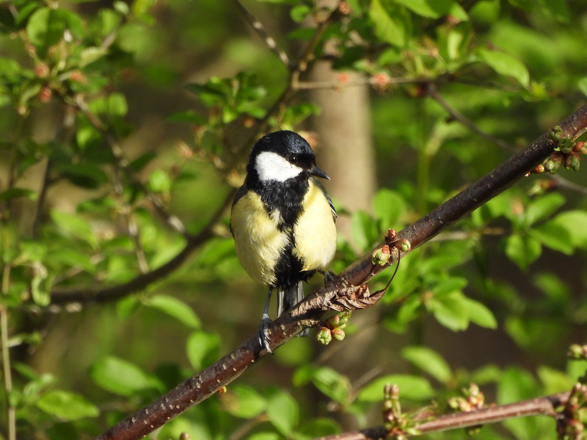 Great Tit - Frithjof Vogeley