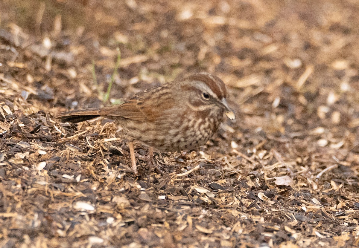 Song Sparrow - ML617043364