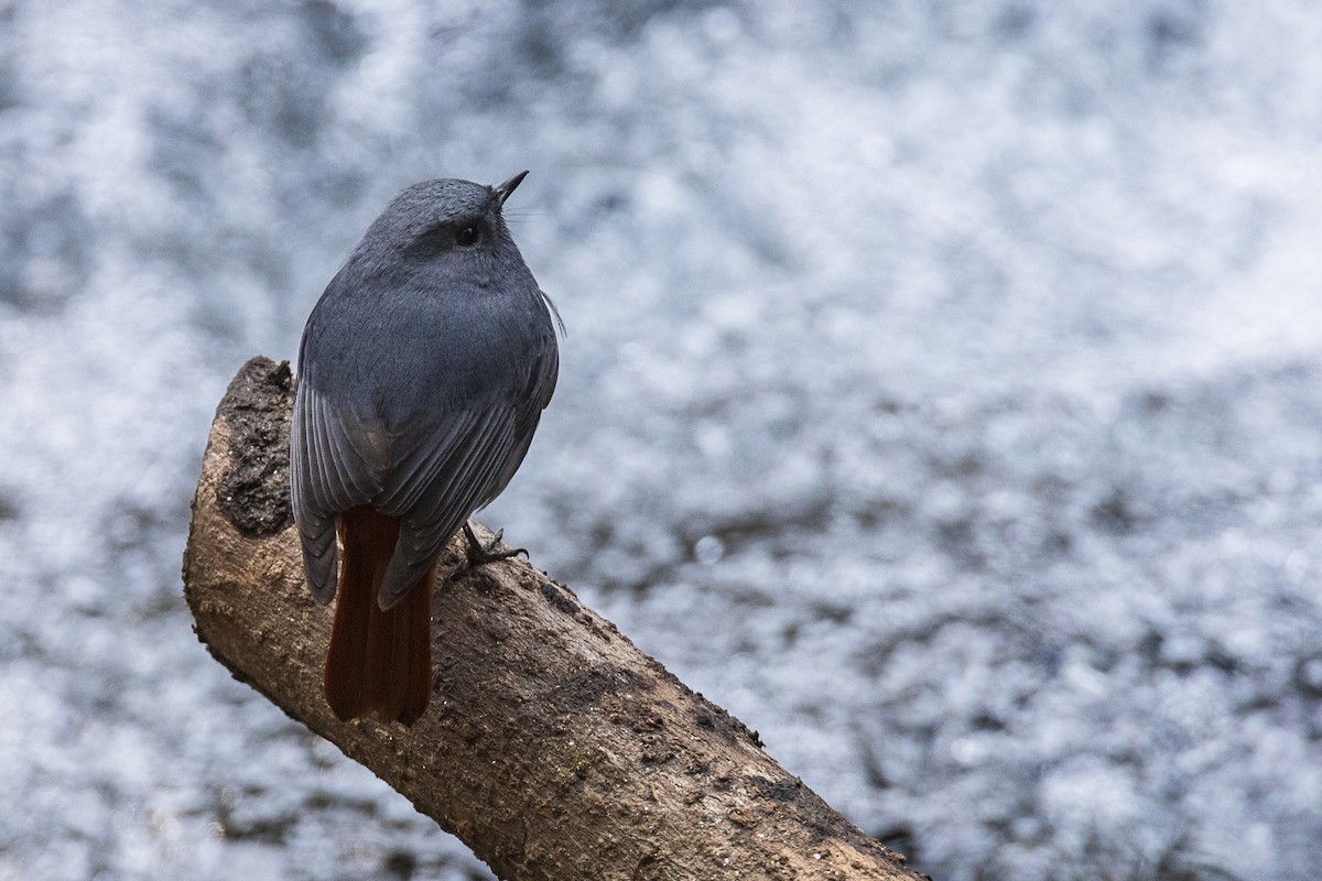 Plumbeous Redstart - ML617043373