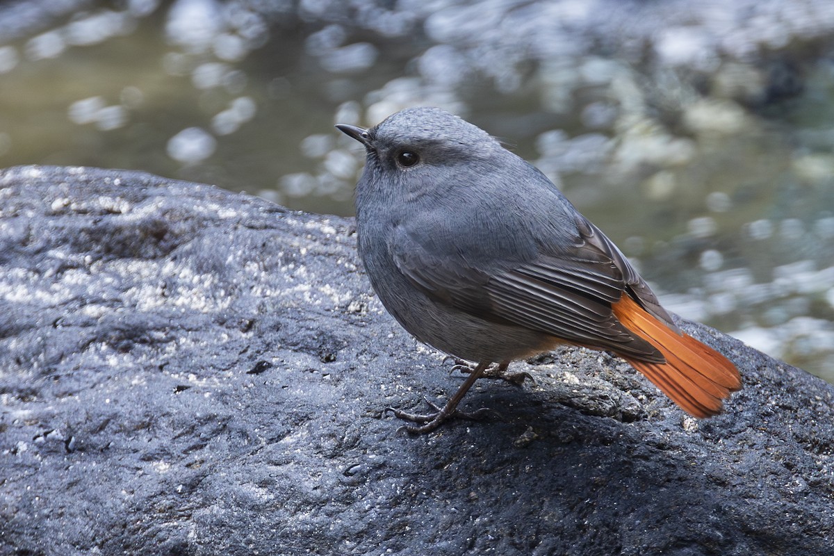 Plumbeous Redstart - ML617043375