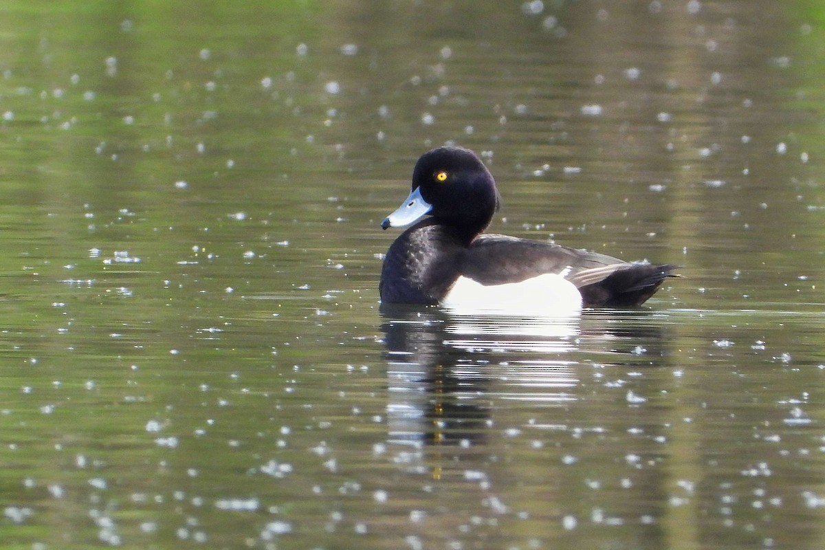 Tufted Duck - ML617043421