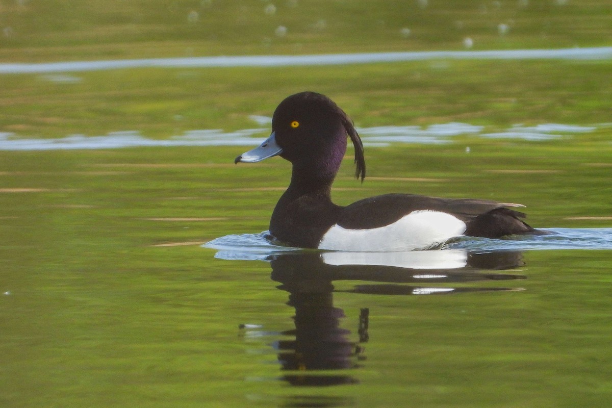 Tufted Duck - ML617043422