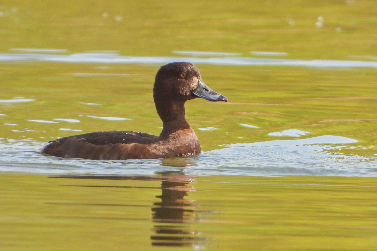 Tufted Duck - ML617043423