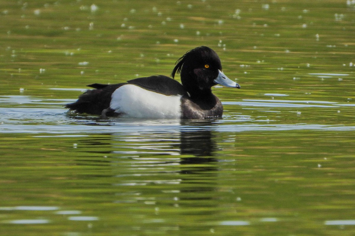 Tufted Duck - ML617043424
