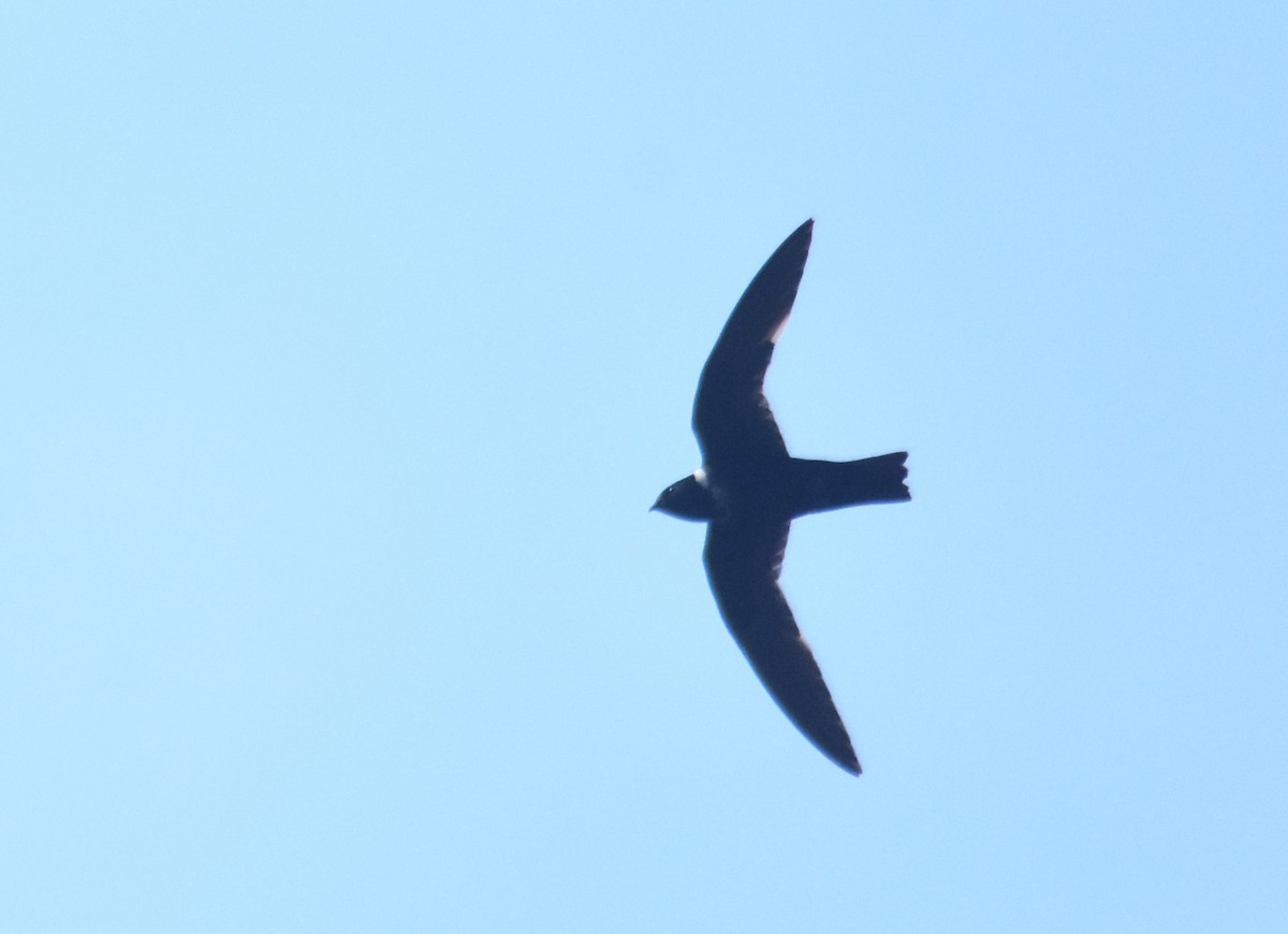 White-collared Swift - ML617043454