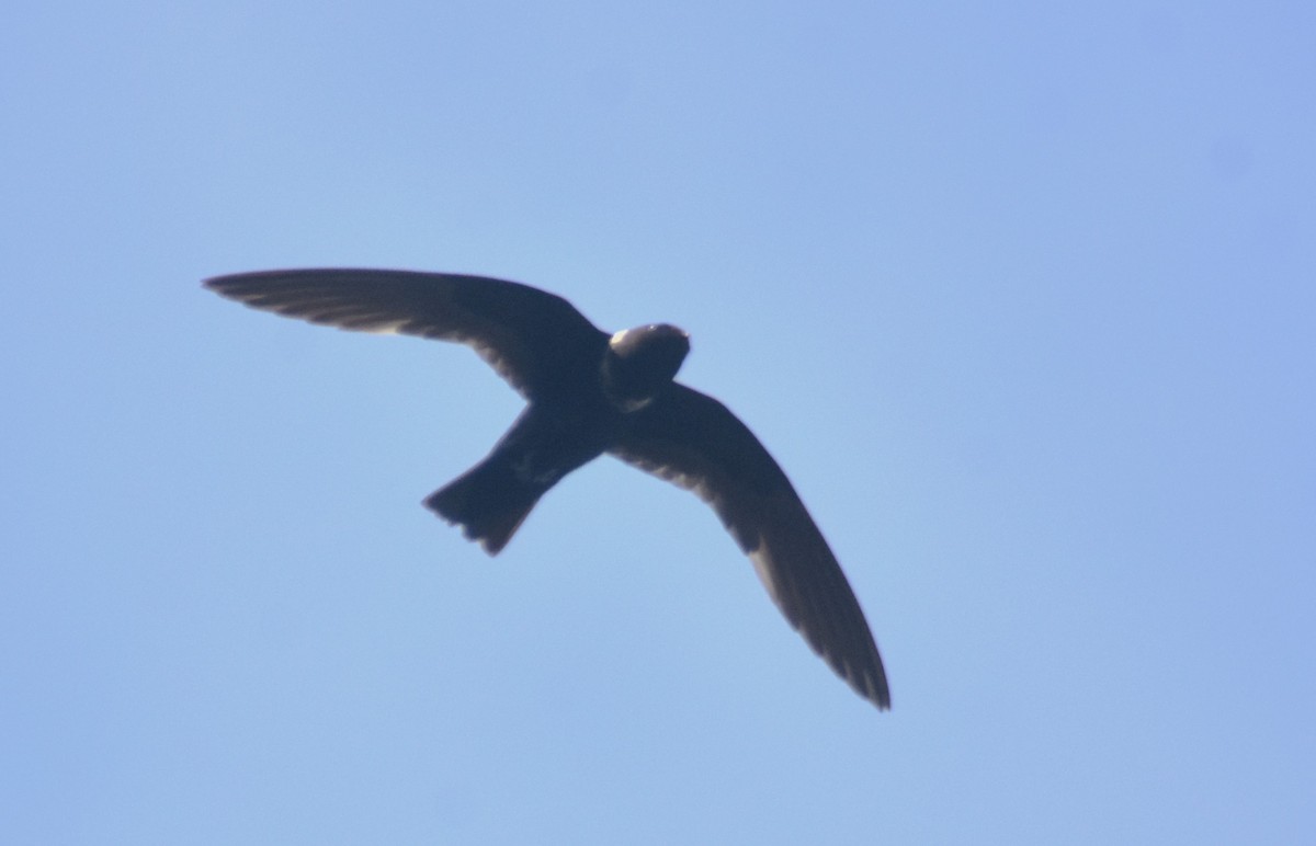 White-collared Swift - ML617043455