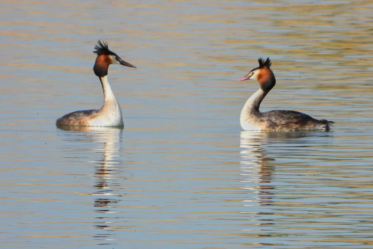 Great Crested Grebe - ML617043467