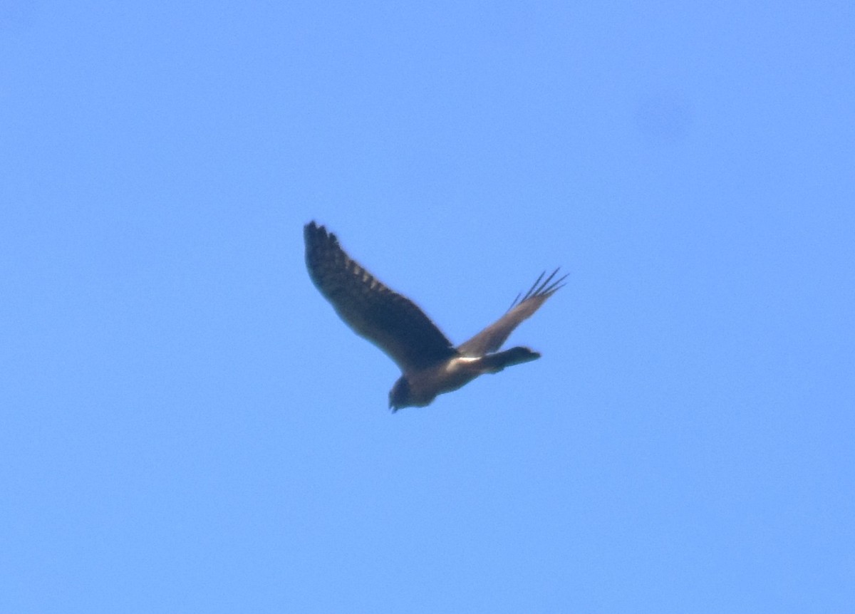 Northern Harrier - ML617043483