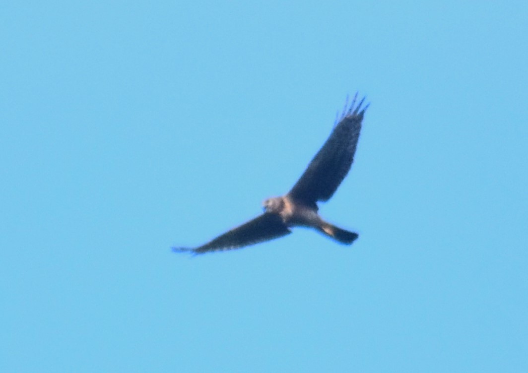 Northern Harrier - ML617043484