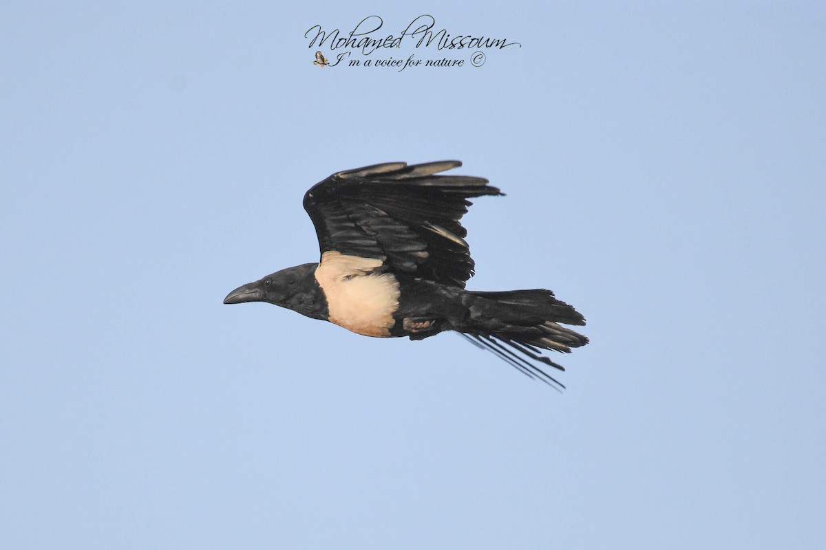 Pied Crow - ML617043502