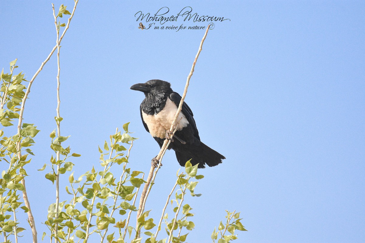 Pied Crow - ML617043503