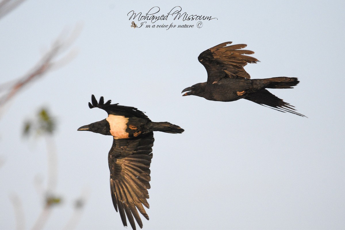 Pied Crow - ML617043504