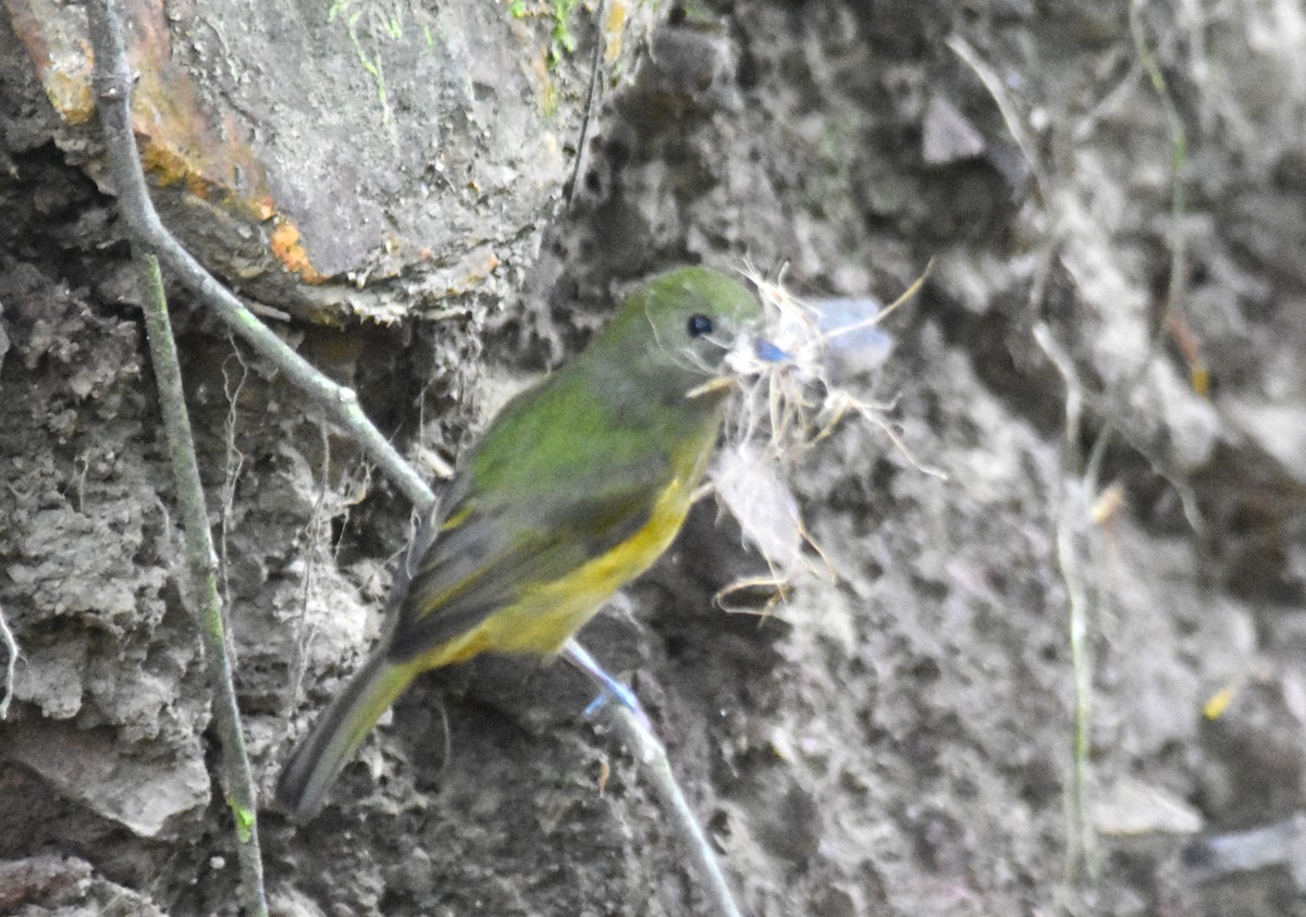 Ochre-bellied Flycatcher - ML617043521